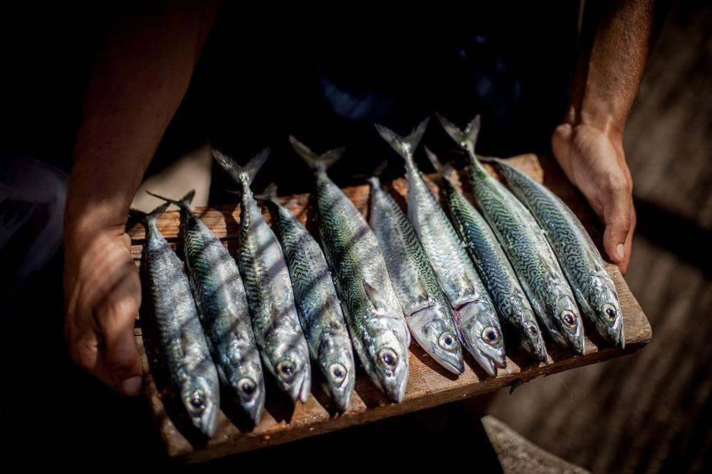 Fish picnic on Proizd